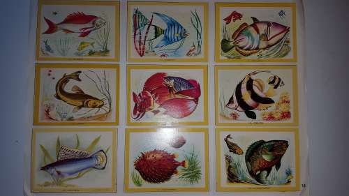 1972 Naturama Album (380 cards) [Complete!!!]