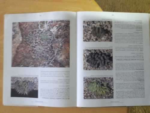 Haworthia Revisited - MB Bayer