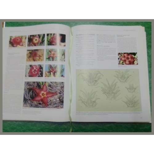 Stapeliads of Southern Africa & Madagascar Vol 1 & 2
