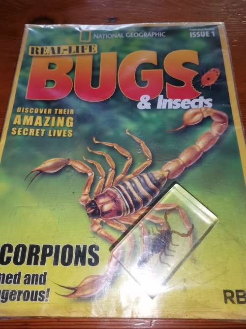 27 Real life bugs and incects