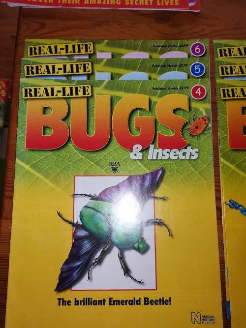 27 Real life bugs and incects