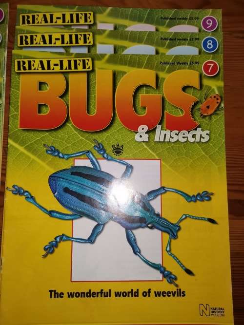 27 Real life bugs and incects