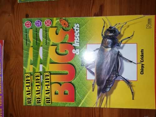 27 Real life bugs and incects