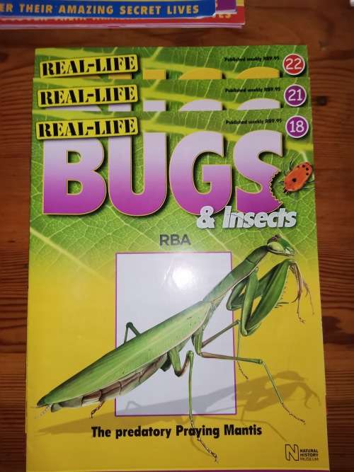 27 Real life bugs and incects