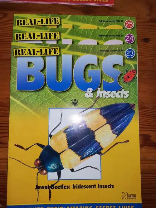 27 Real life bugs and incects