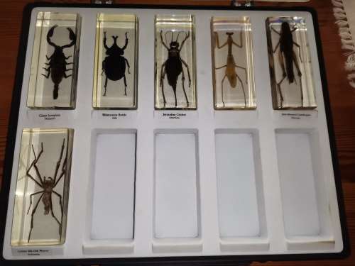 27 Real life bugs and incects