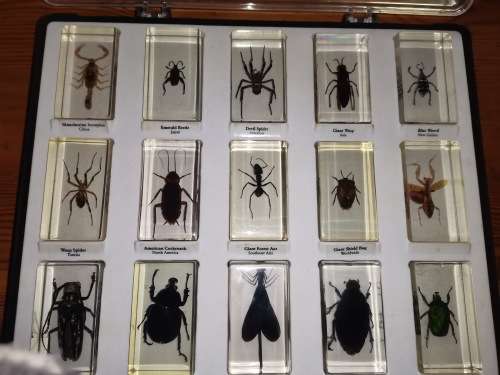 27 Real life bugs and incects
