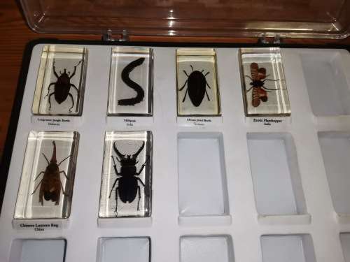 27 Real life bugs and incects