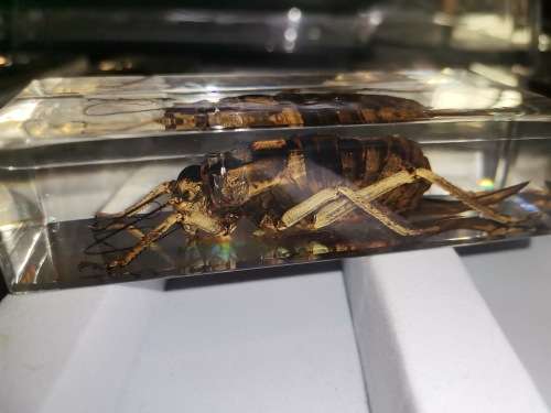 27 Real life bugs and incects
