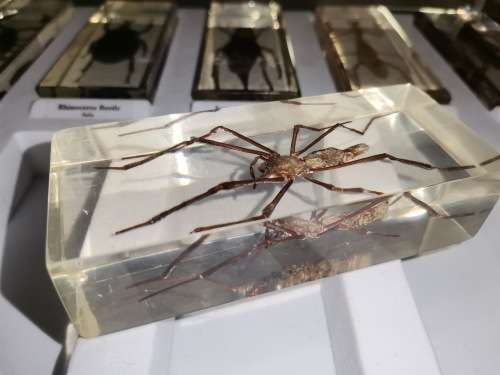 27 Real life bugs and incects