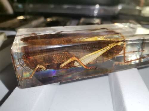 27 Real life bugs and incects