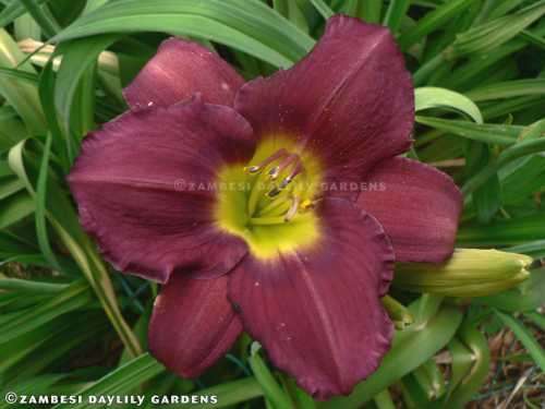 No 105 - Daylily Plants - Kiwi Claret