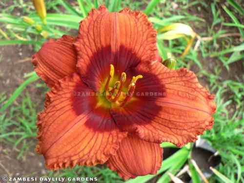 No 120 - Daylily Plants - Mister Lucky