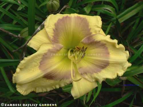 No 121 - Daylily Plants - Russian Easter