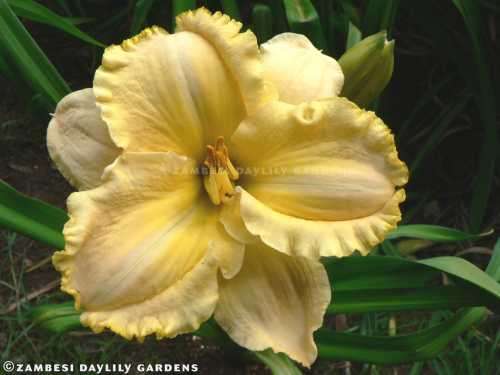 No 131 - Daylily Plants - My Darling Clemintine