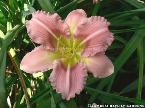 No 134 - Daylily Plants - Kiwi Dazzler