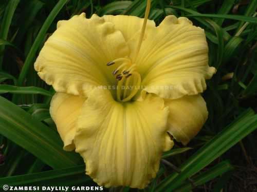 No 149 - Daylily Plants - Blond Is Beautiful