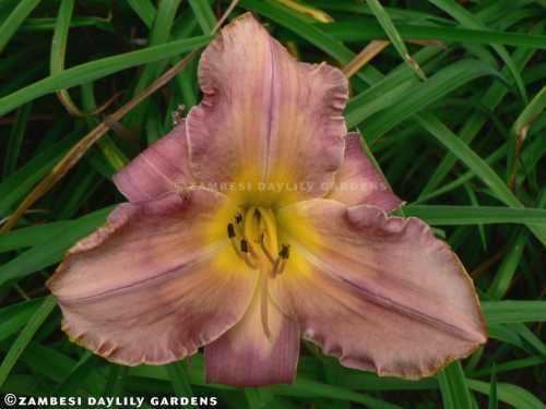 No 151 - Daylily Plants - Chinese Kite
