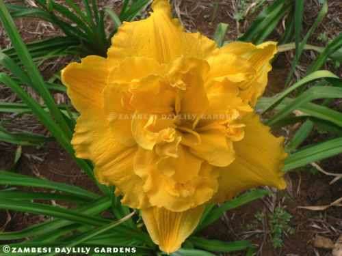 No16 - Daylily Plants - Betty Woods