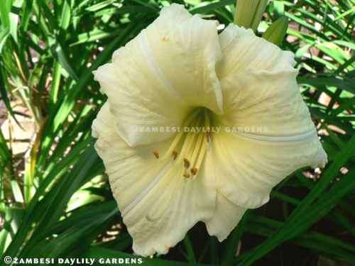 No 17 - Daylily Plants - Joan Senior