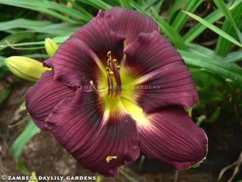 No 1 - Daylily Plants - Nile Lily