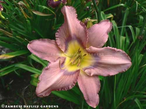 No 37 - Daylily Plants - Phoenician Pearls