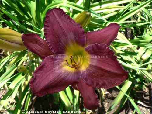 No 56 - Daylily Plants - Apollodorus