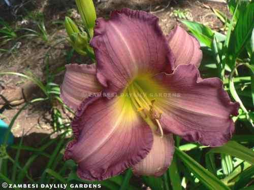 No 61 - Daylily Plants - Sky Kissed
