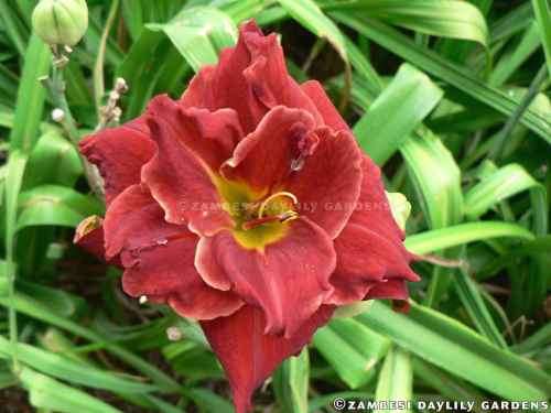 No 89 - Daylily Plants - Sir Galahad