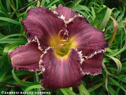 No 96 - Daylily Plants - Fortunes Dearest