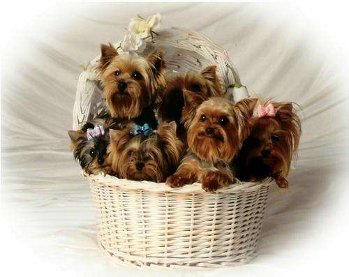 Yorkshire Terrier Small Lil' Boy