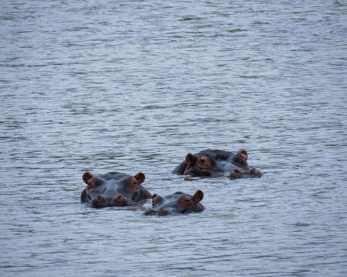 MONATENG SAFARI LODGE JANUARY WEEKEND BARGAIN
