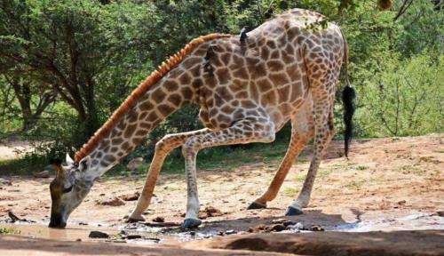 Mabalingwe Nature Reserve DECEMBER BARGAIN
