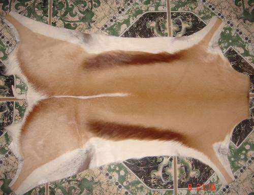 SPRINGBOK SKIN