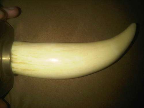 Large Mounted Whale Tooth !