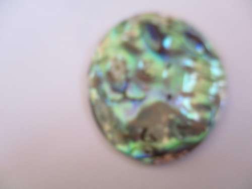50 x 40 mm Paula Shell
