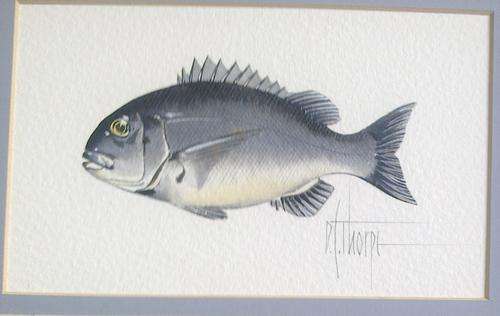 Thorpe - Watercolour