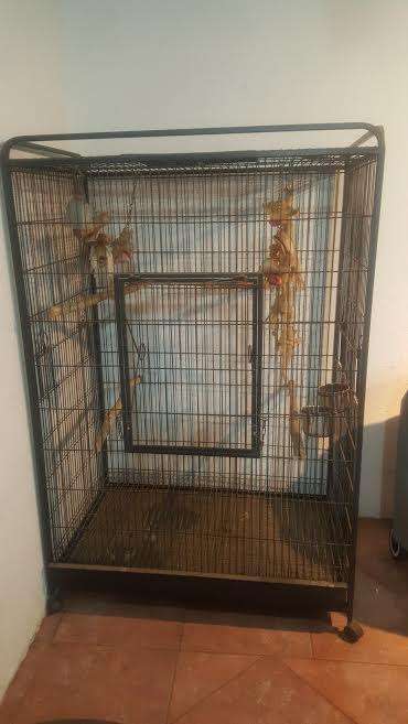 Macaw Cage
