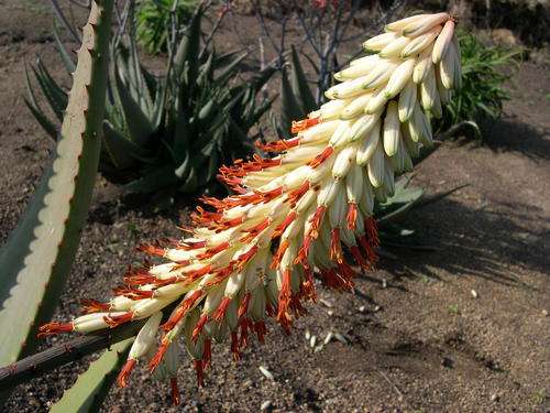 "WHITE" ALOE FEROX   - 20 SEEDS