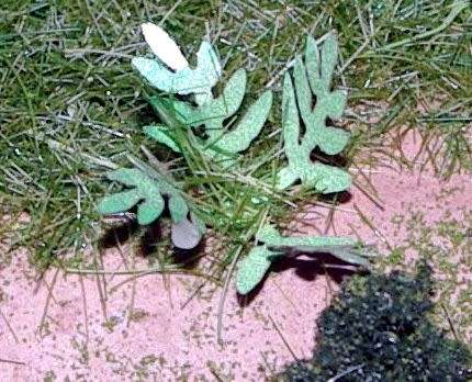 HO Scale - Laser Cut Plants - Fern