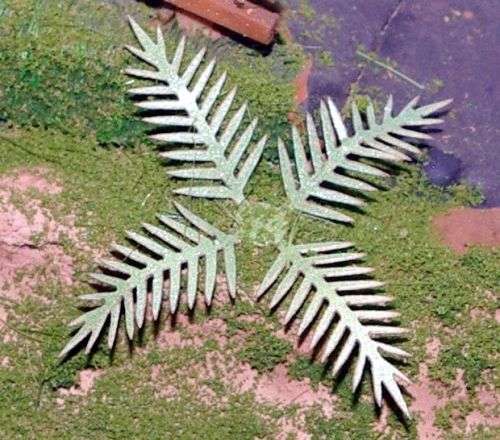HO Scale - Laser Cut Plants - Cycad