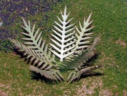 HO Scale - Laser Cut Plants - Cycad