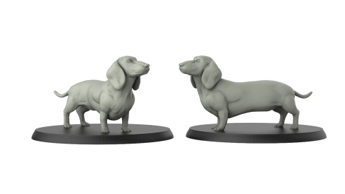 Dachshund