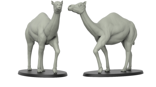 Camel