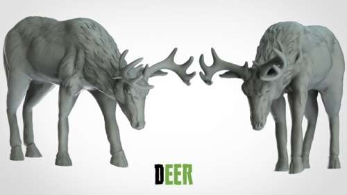 Deer