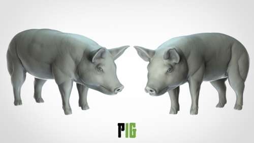 Pig