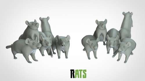 Rats