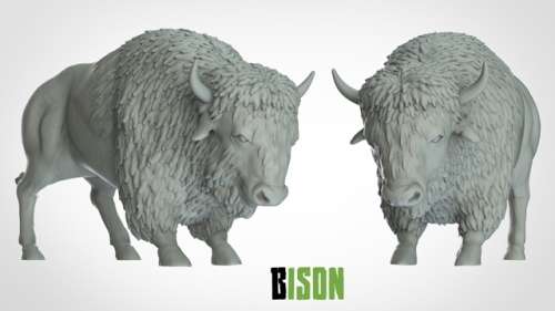 Bison