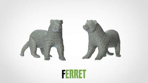 Ferret