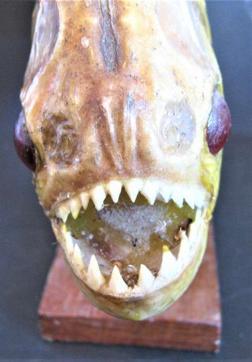 TAXIDERMY PIRANHA - MOUNTED IN VERY GOOD CONDITION 200 MM X 130 MM
